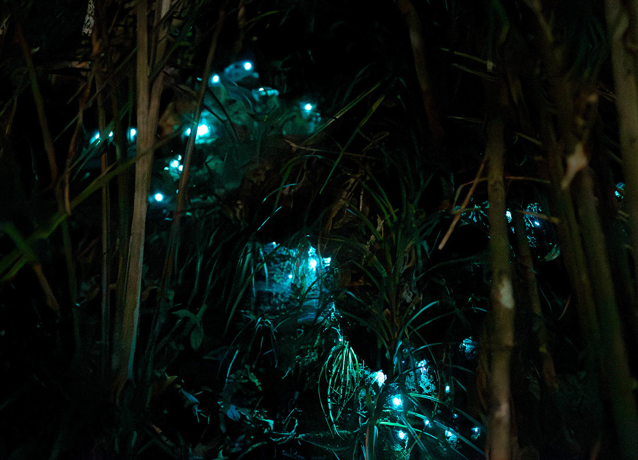 Glowworms on the side of a trail