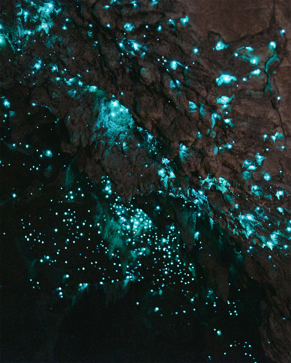 Glowworms in underground cave