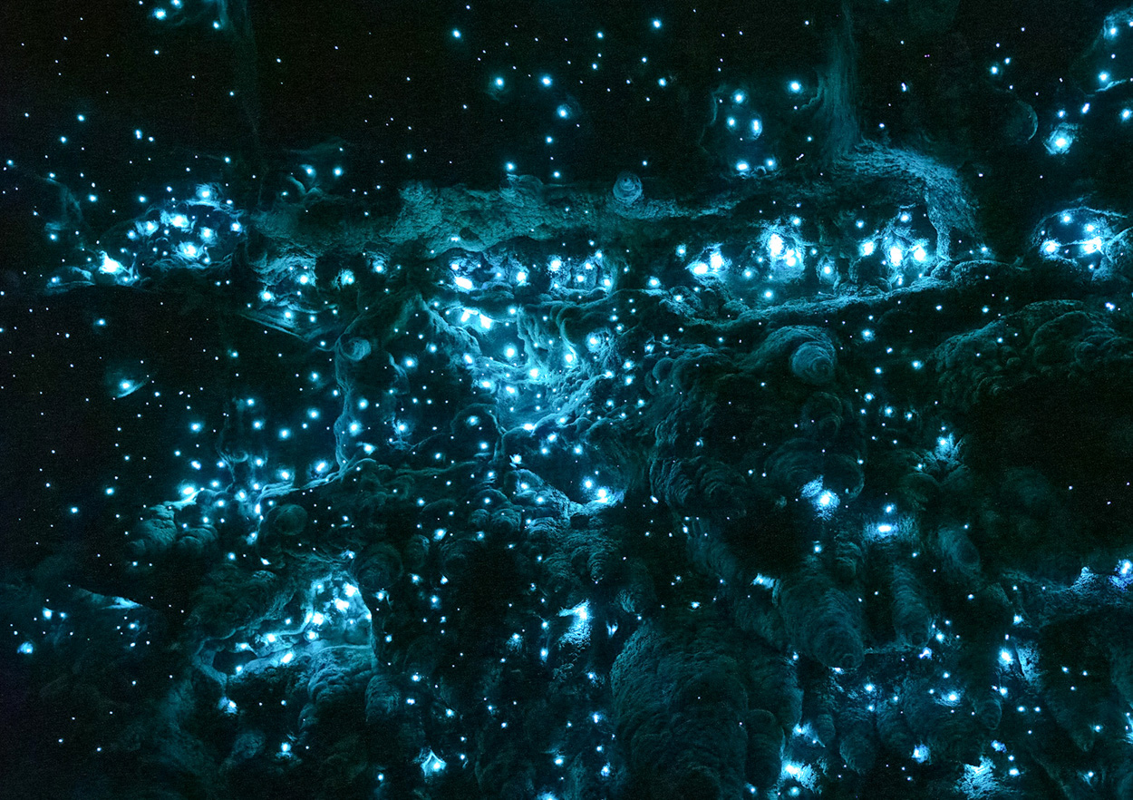 Dense glowworms on cave ceiling