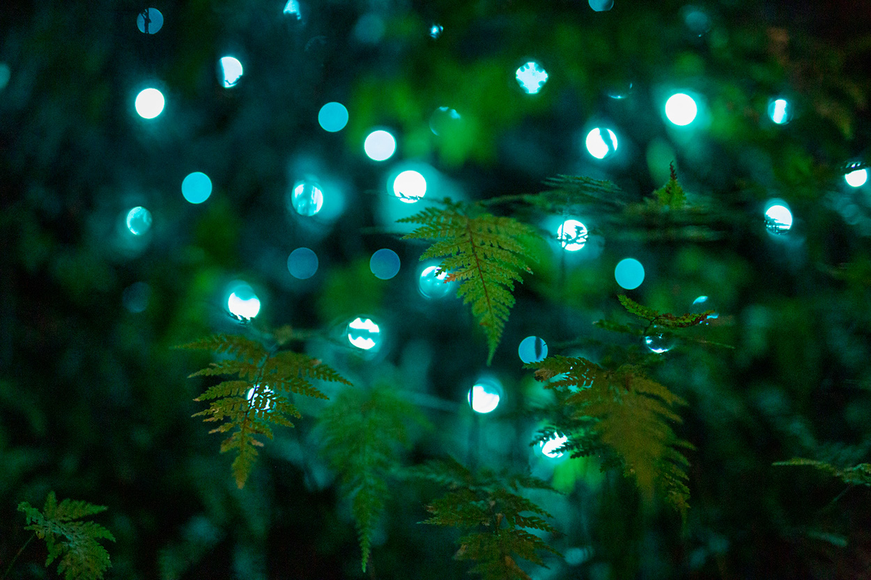 Glowworms with fern bokeh