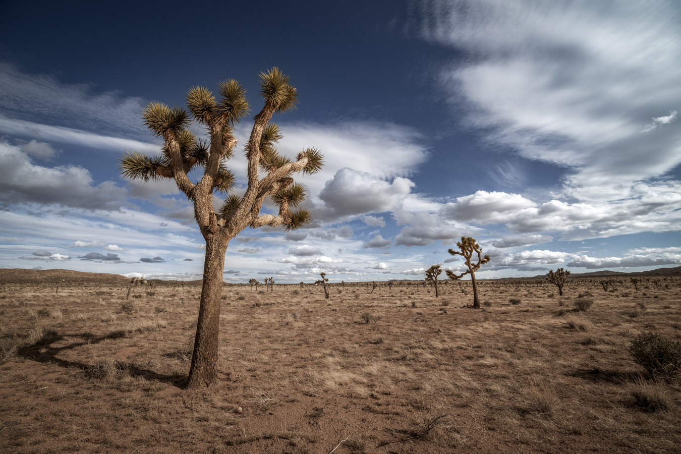 Joshua Tree National Park